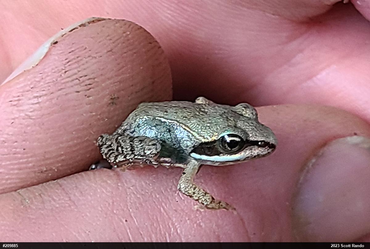 Wood Frog