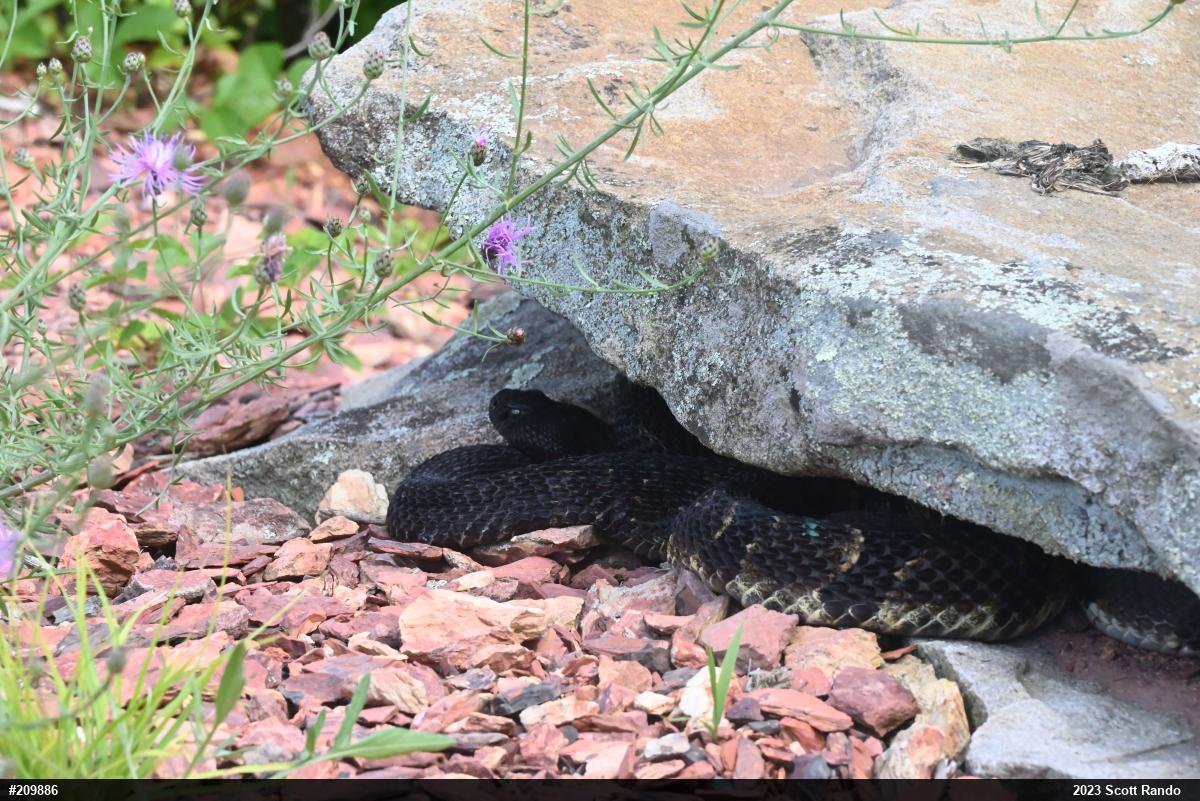 Timber Rattlesnake