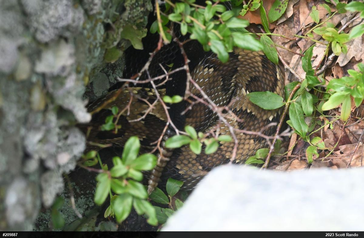 Timber Rattlesnake