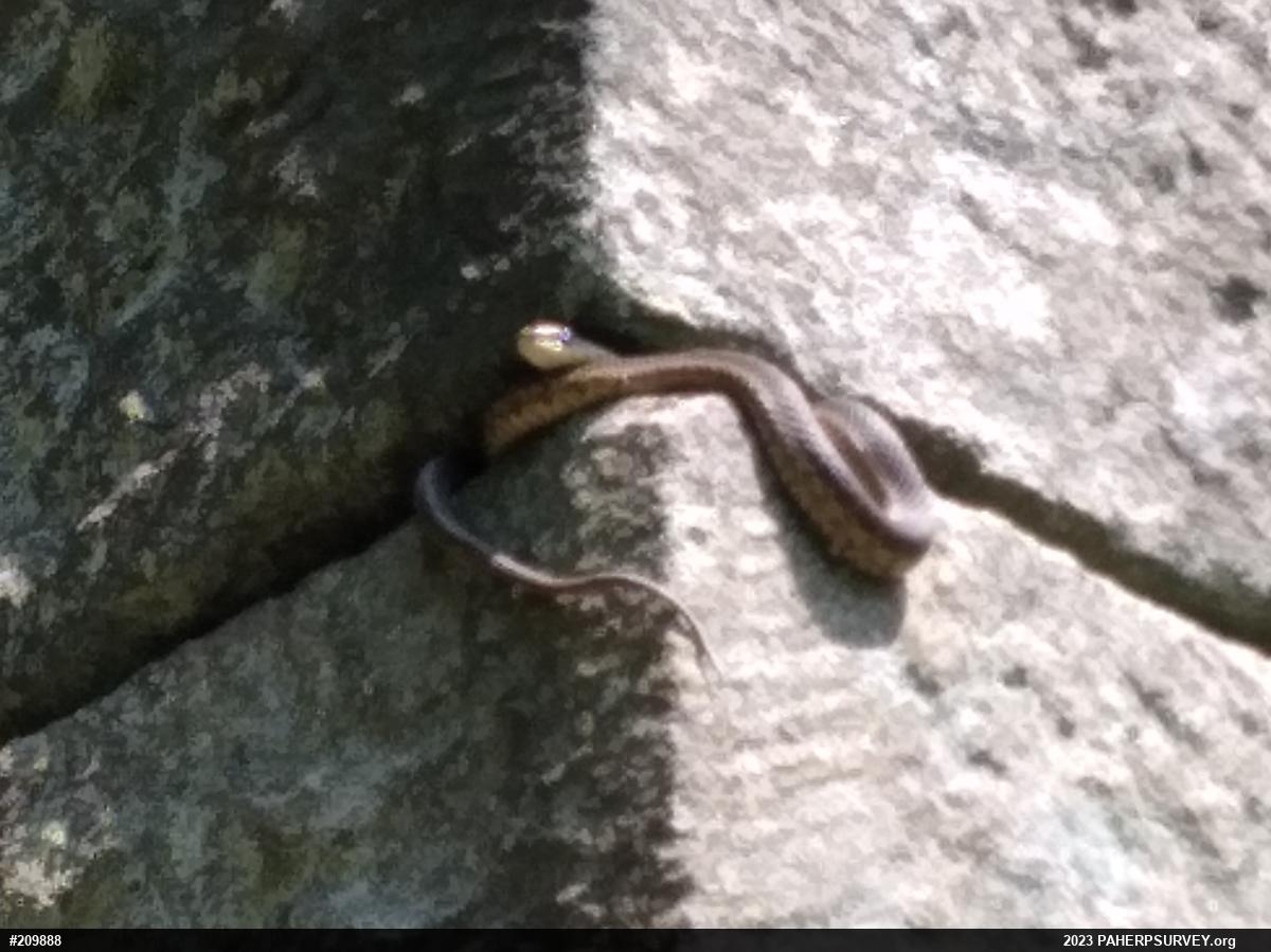 Eastern Gartersnake