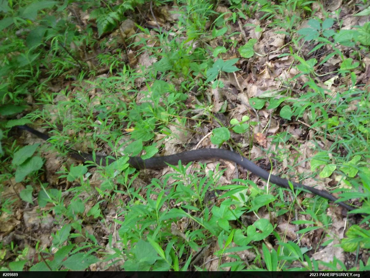 Eastern Ratsnake