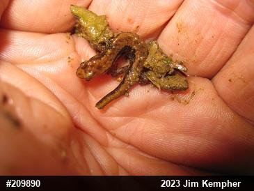 Allegheny Mountain Dusky Salamander