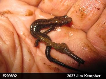 Allegheny Mountain Dusky Salamander