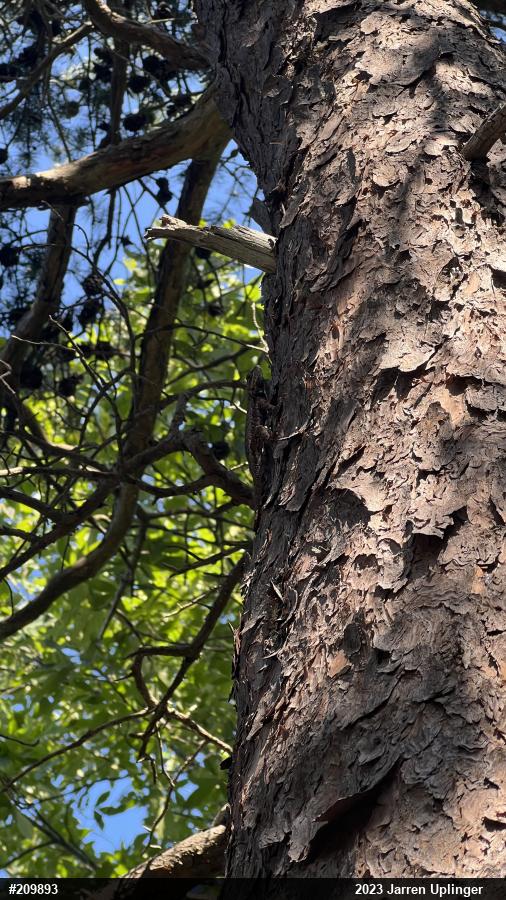 Eastern Fence Lizard