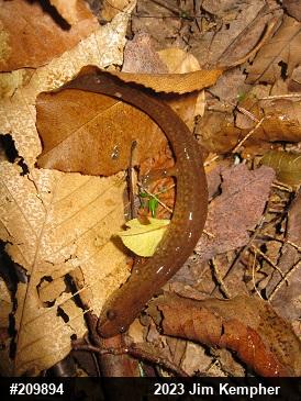 Northern Spring Salamander
