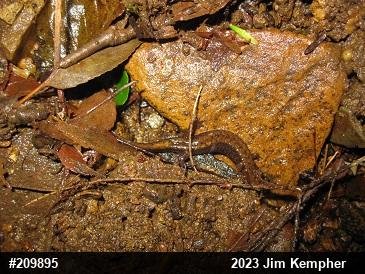 Allegheny Mountain Dusky Salamander