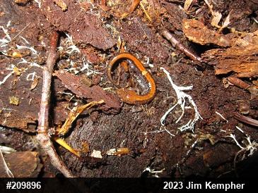 Eastern Red-backed  Salamander