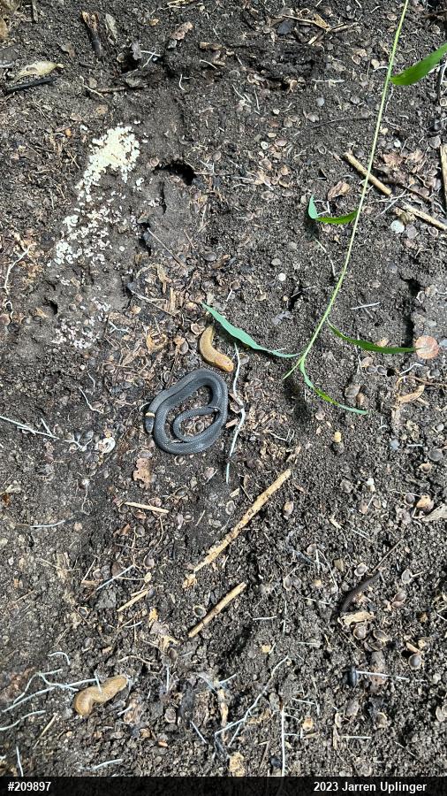 Northern Ring-necked Snake
