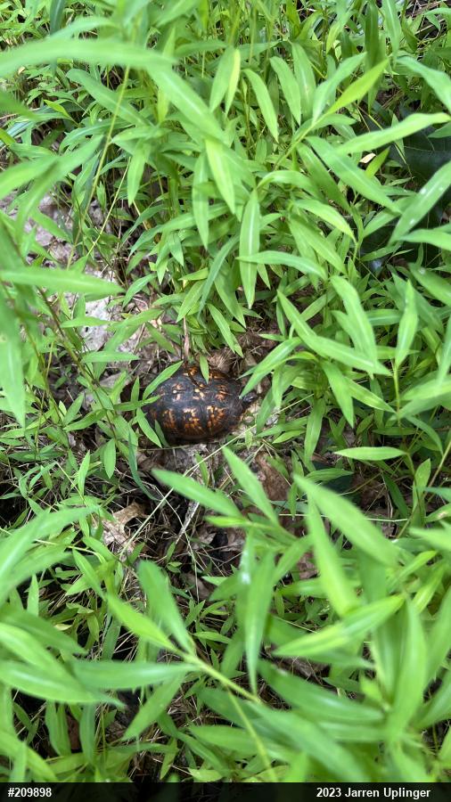 Eastern Box Turtle