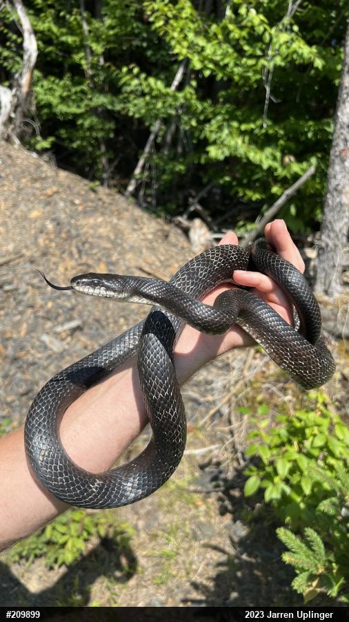 Eastern Ratsnake