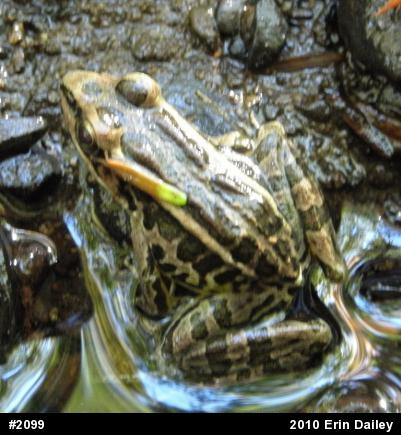 Pickerel Frog