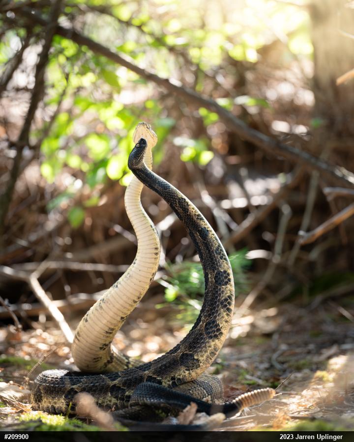Timber Rattlesnake