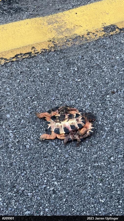 Wood Turtle