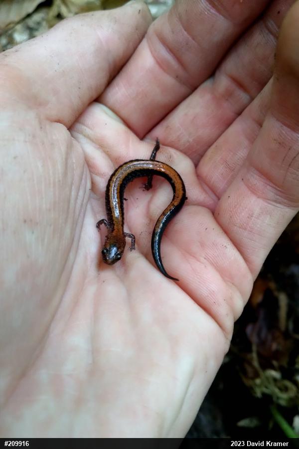 Eastern Red-backed  Salamander