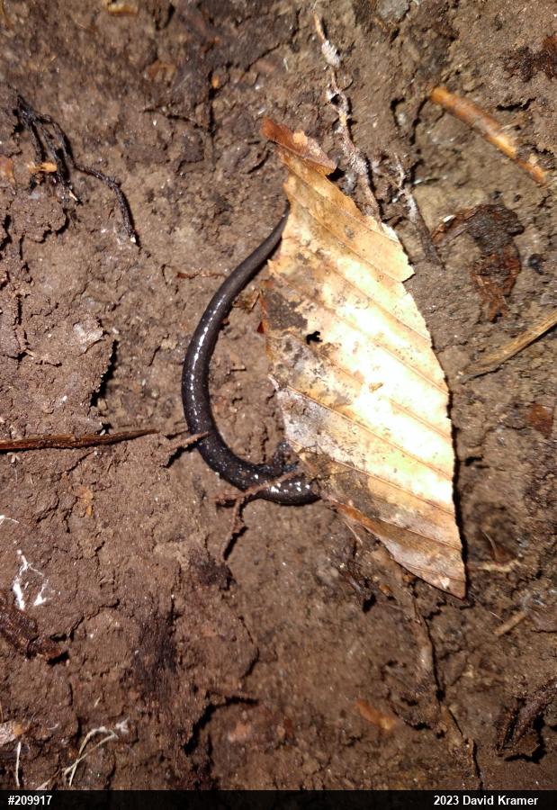 Eastern Red-backed  Salamander
