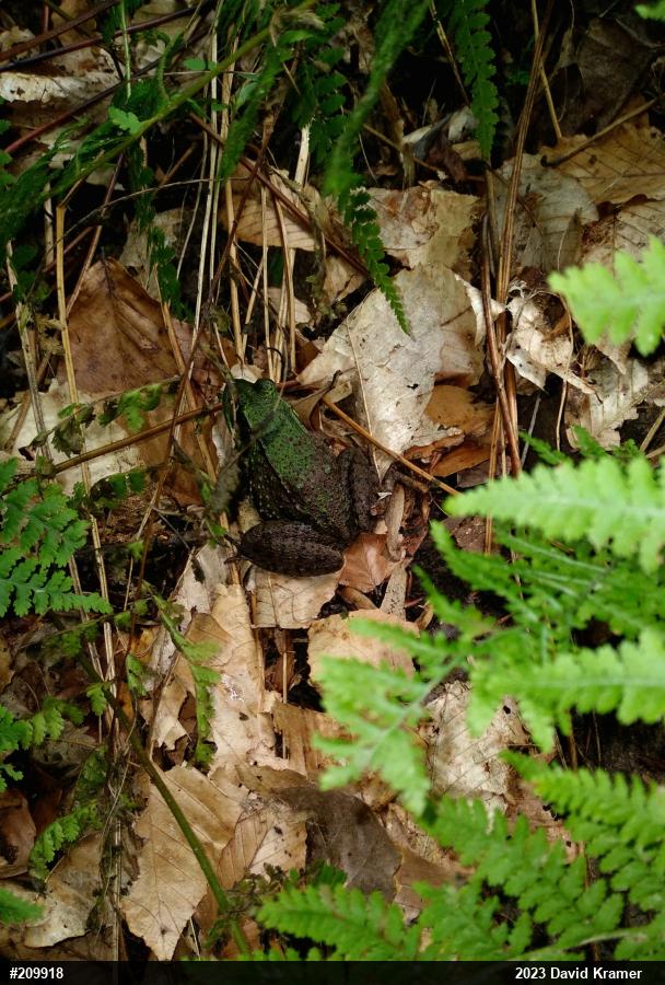 Green Frog