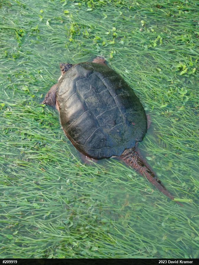 Snapping Turtle