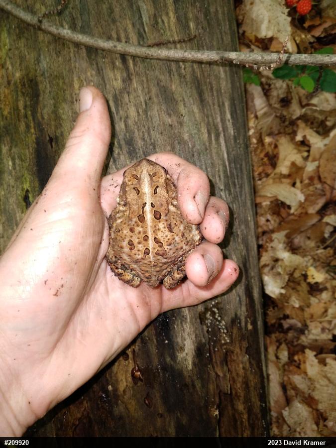 Eastern American Toad