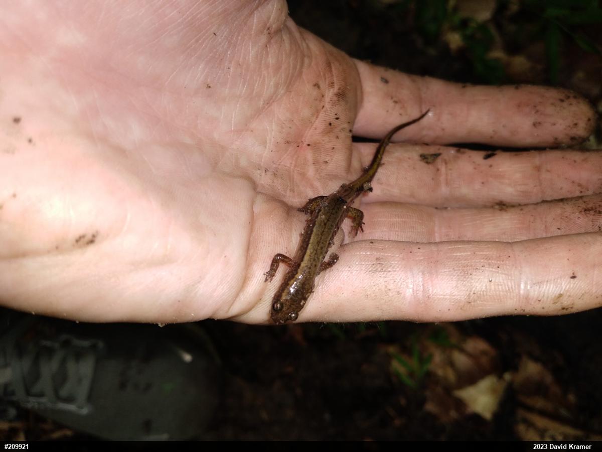 Northern Two-lined Salamander