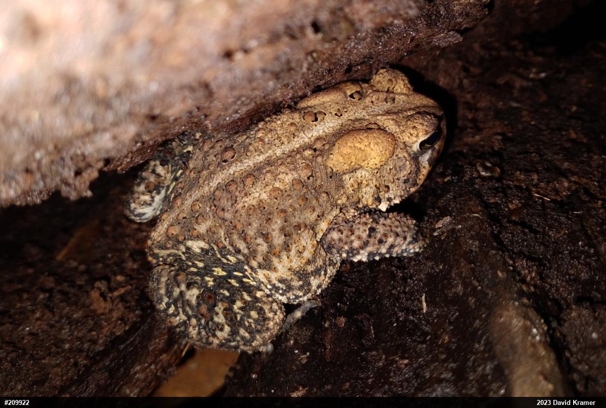Eastern American Toad
