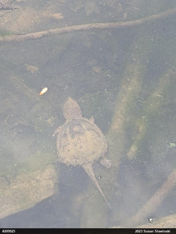 Snapping Turtle
