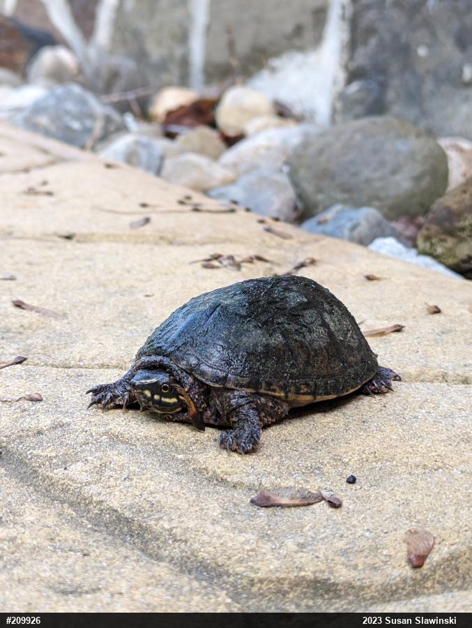 Eastern Musk Turtle