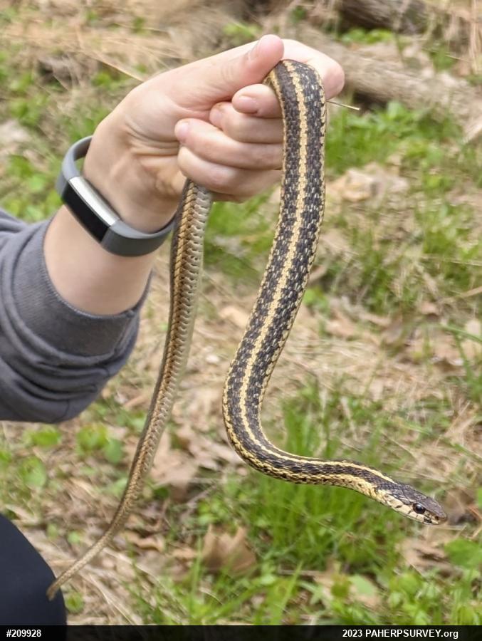 Eastern Gartersnake