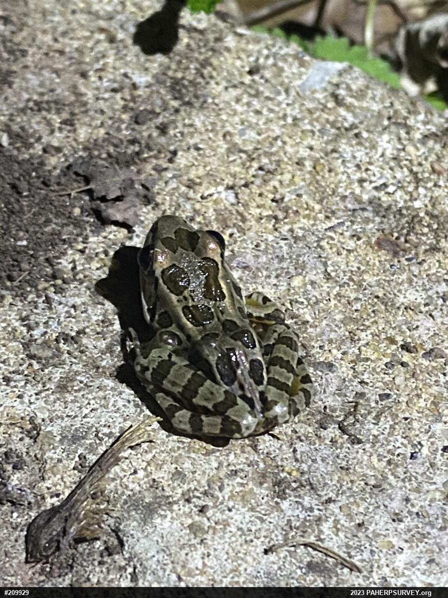 Pickerel Frog