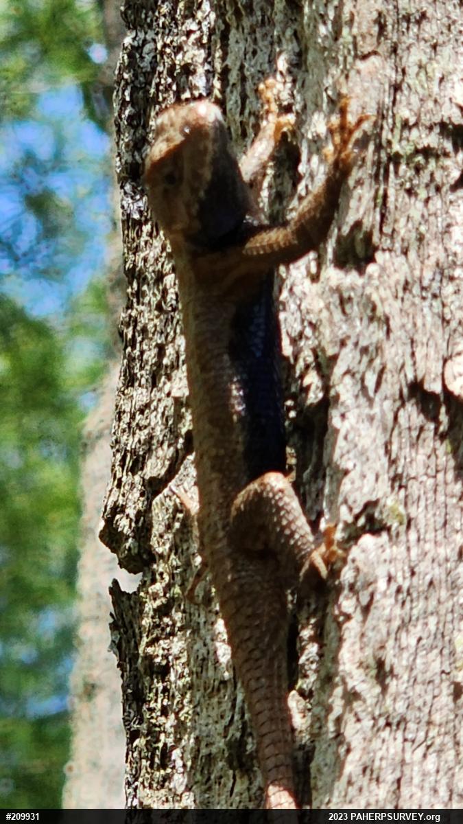 Eastern Fence Lizard