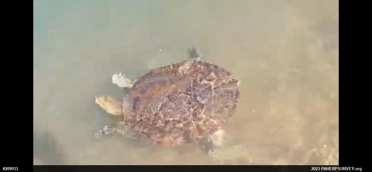 Eastern Spiny Softshell