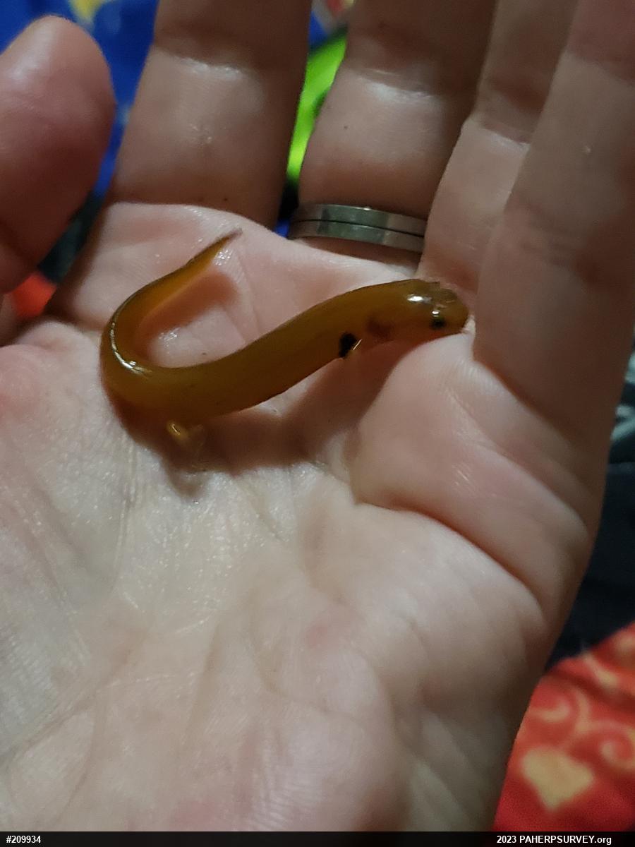 Northern Red Salamander