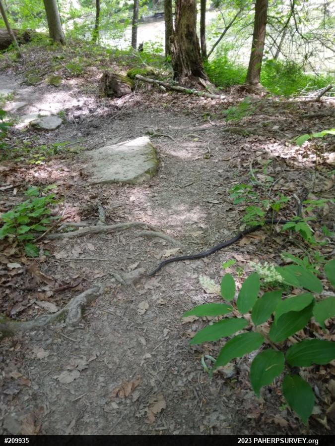 Eastern Ratsnake