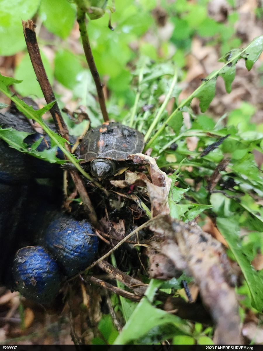 Eastern Box Turtle