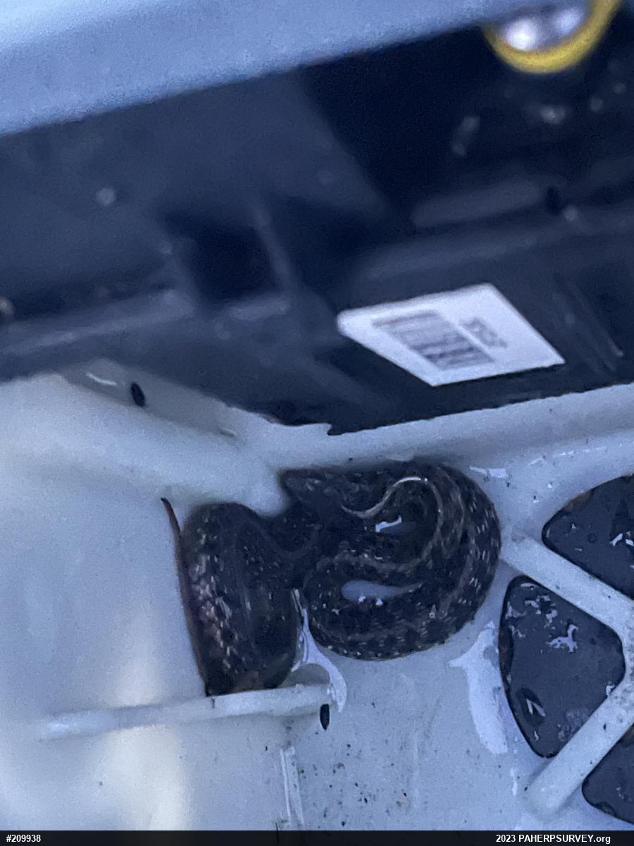 Eastern Gartersnake