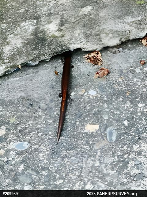 Eastern Red-backed  Salamander