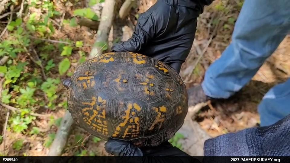 Eastern Box Turtle