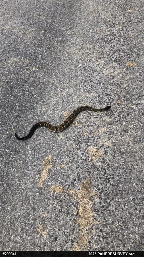 Timber Rattlesnake