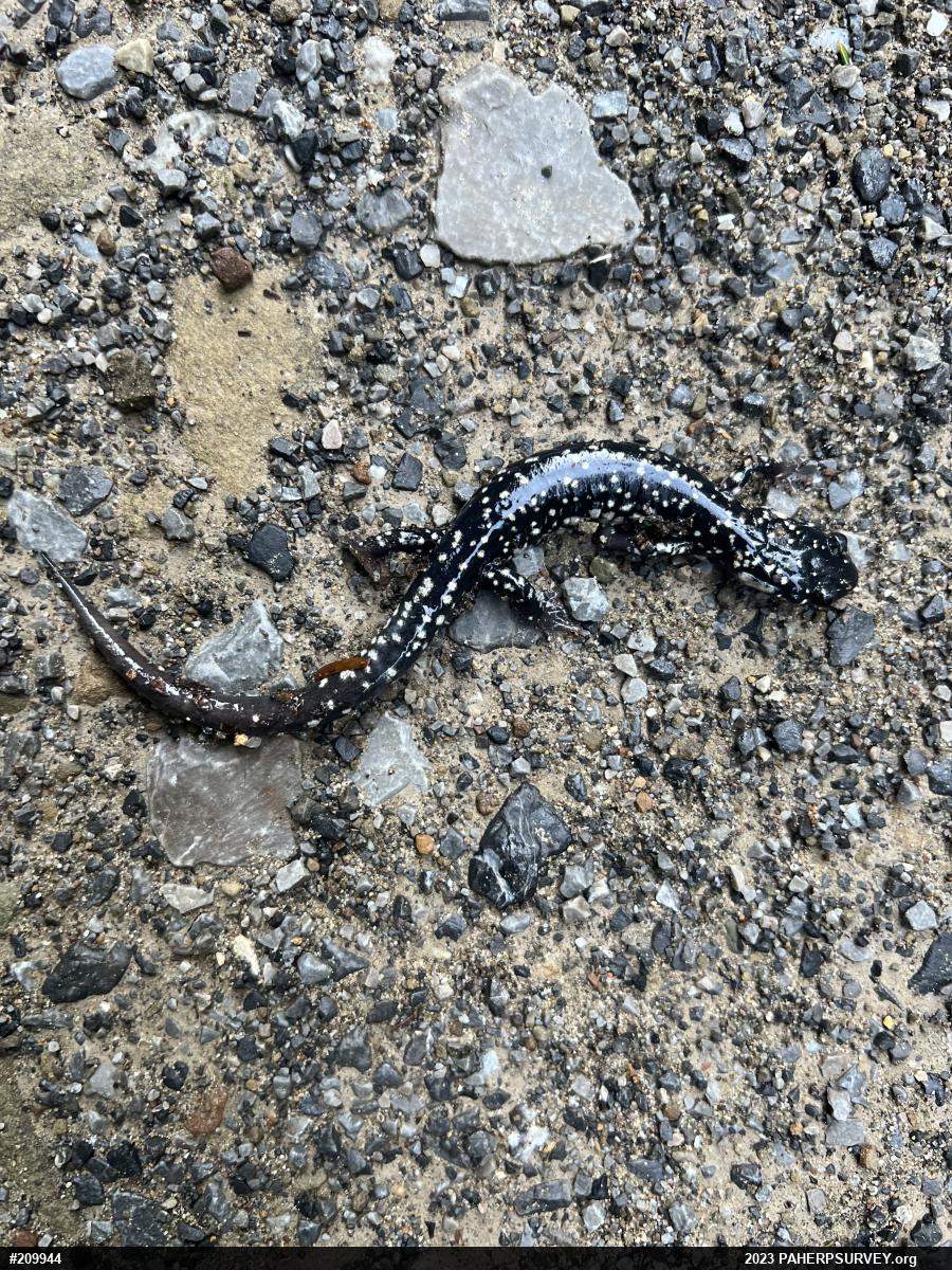 Northern Slimy Salamander