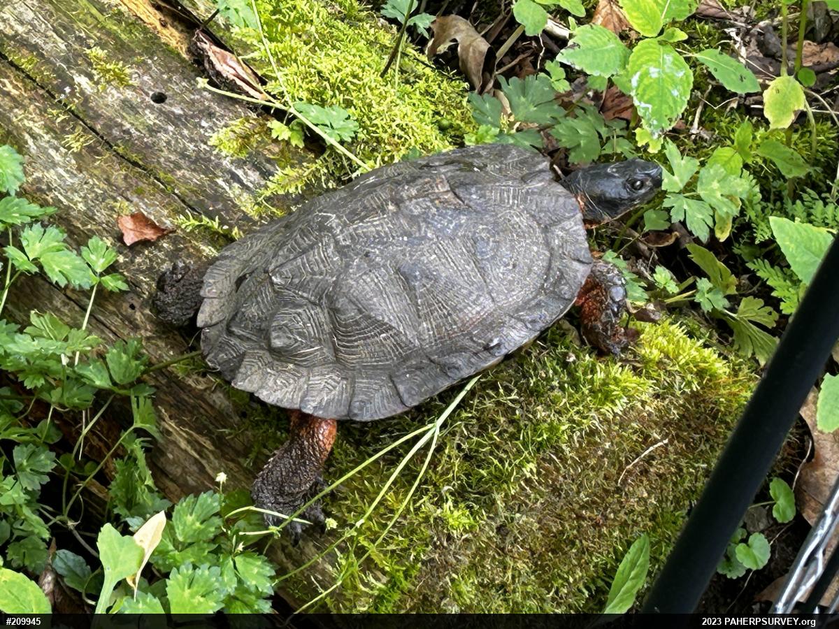 Wood Turtle