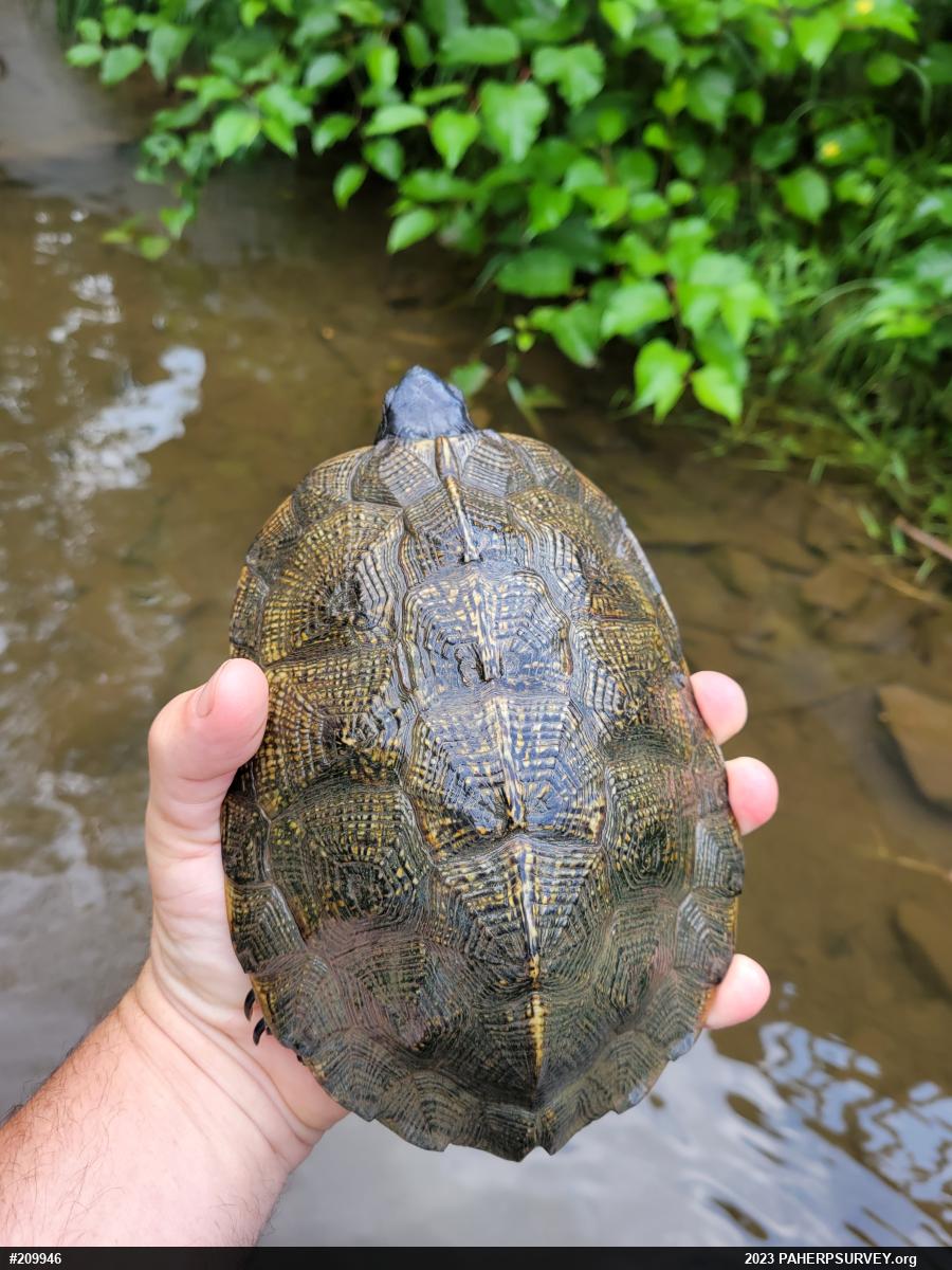 Wood Turtle