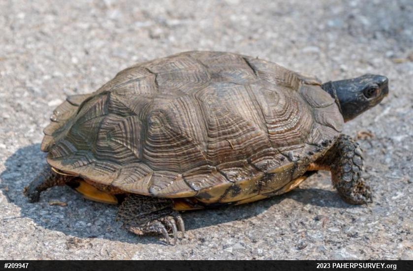 Wood Turtle
