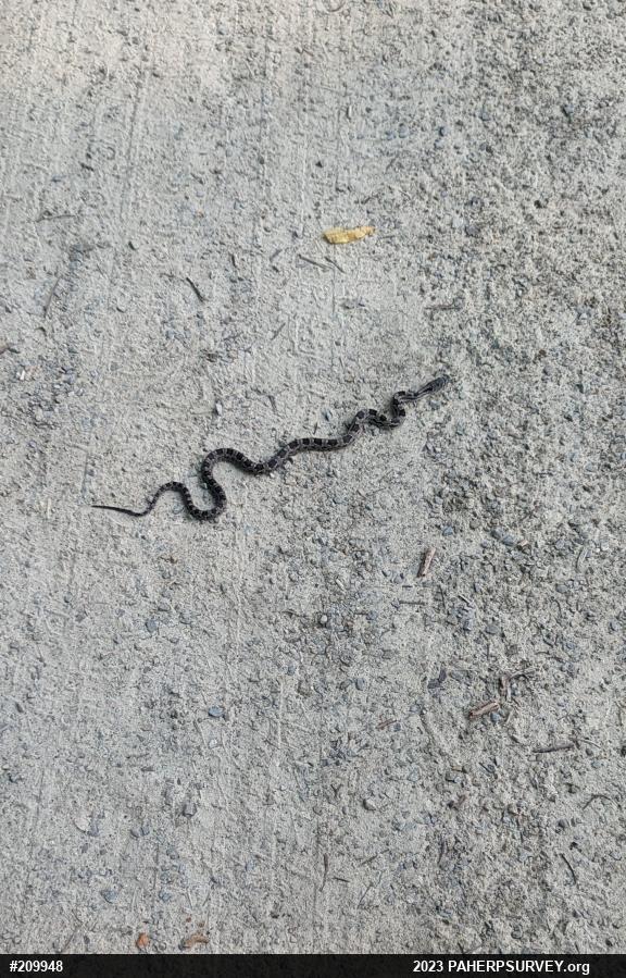 Eastern Ratsnake