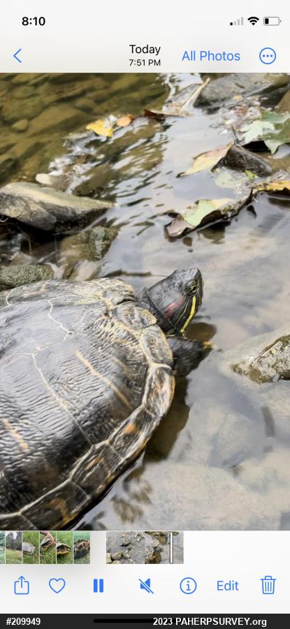 Red-eared Slider