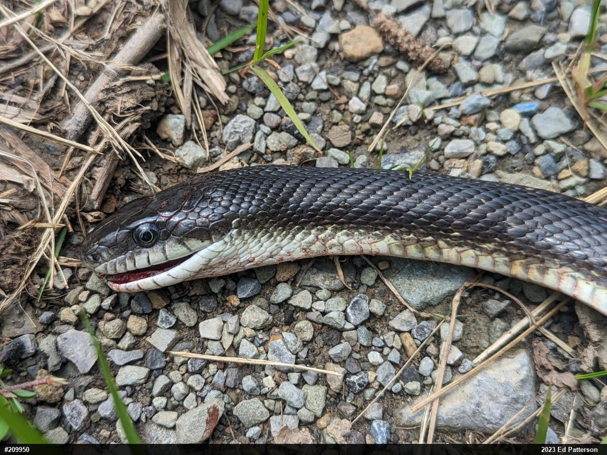 Eastern Ratsnake