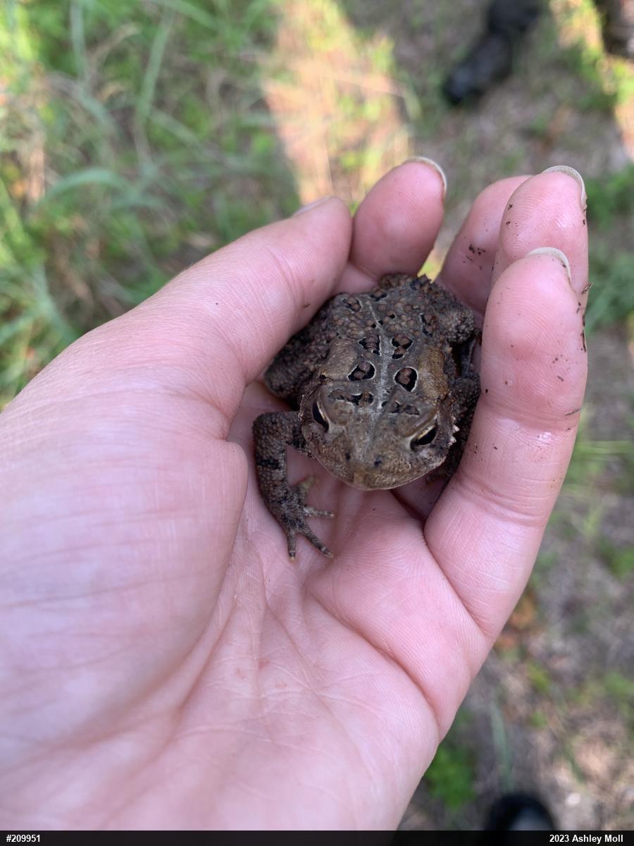 Eastern American Toad