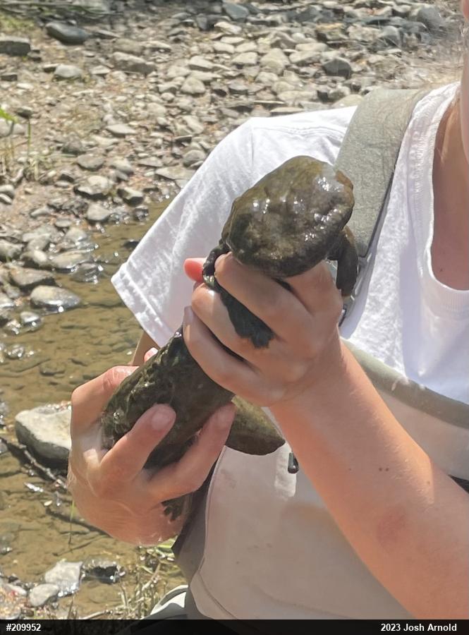 Eastern Hellbender