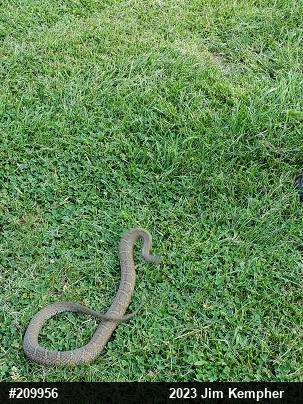 Northern Watersnake