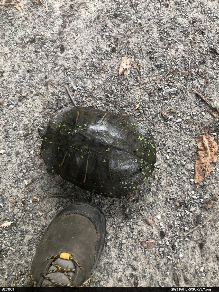 Pond Slider
