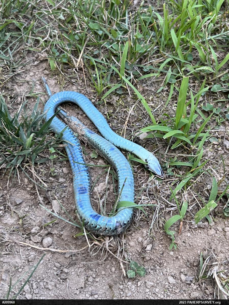 Eastern Gartersnake