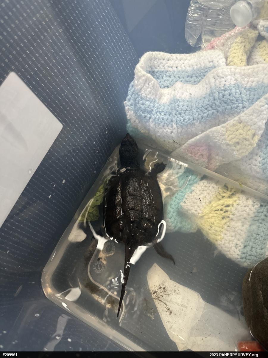 Snapping Turtle